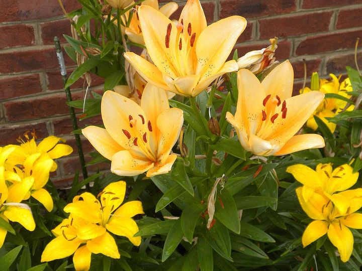 garden blooms june zone 6, container gardening, flowers, gardening, hibiscus, hydrangea, outdoor living, Asiatic Lilies May June