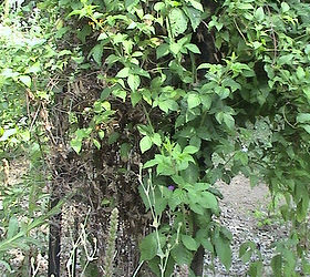 repurposing in the garden, gardening, repurposing upcycling, Clematis rose and a wild blackberry bush growing around it