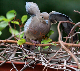 urban hedges part three b kiwi vines, pets animals, urban living, Mourning dove uses the kiwis branches as a LAUNCHING PAD