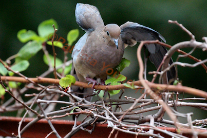 urban hedges part three b kiwi vines, pets animals, urban living, Mourning dove uses the kiwis branches as a LAUNCHING PAD