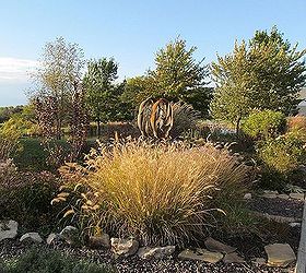 the colors of illinois october, flowers, gardening, perennials, Miscanthus Maiden Grass