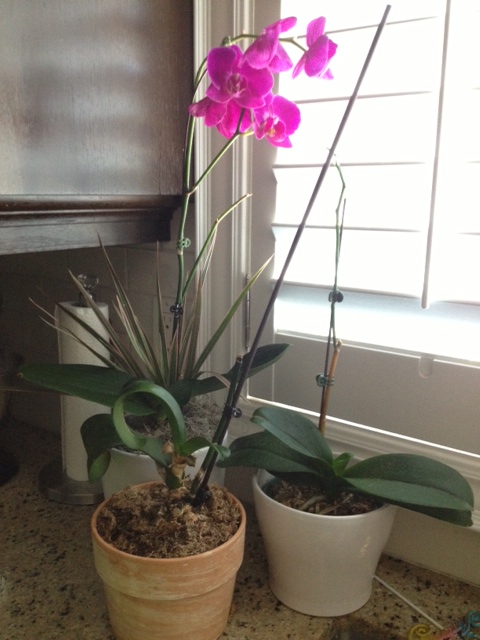 my orchids are dying