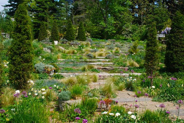 chanticleer s gravel amp ruin gardens in april, gardening, Stone steps on the slope surrounded by early spring bulbs and ornamental grasses
