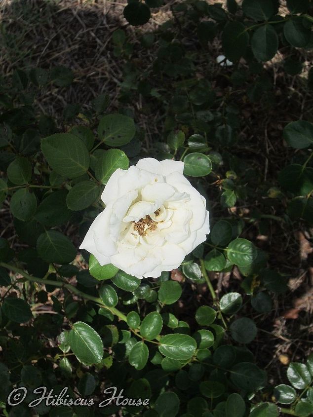 does anyone know the name of this rose, gardening, open bloom