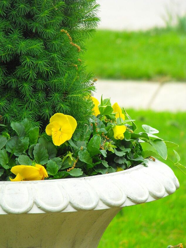 spring, container gardening, easter decorations, flowers, gardening, seasonal holiday d cor, Yellow trailing pansies planted in urn