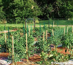 our carpeted garden, gardening, These are the staked tomatoes We have additional small pieces of carpet between the plants and longer strips between rows
