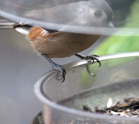 part 2 back story of tllg s rain or shine feeders, outdoor living, pets animals, urban living, Titmouse enjoys snacking from a dome feeder when it s placed on a surface View One This image was included in a post on TLLG s Blogger Pages