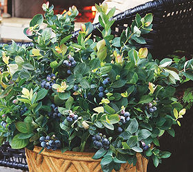 blueberries on the patio, container gardening, decks, gardening, patio