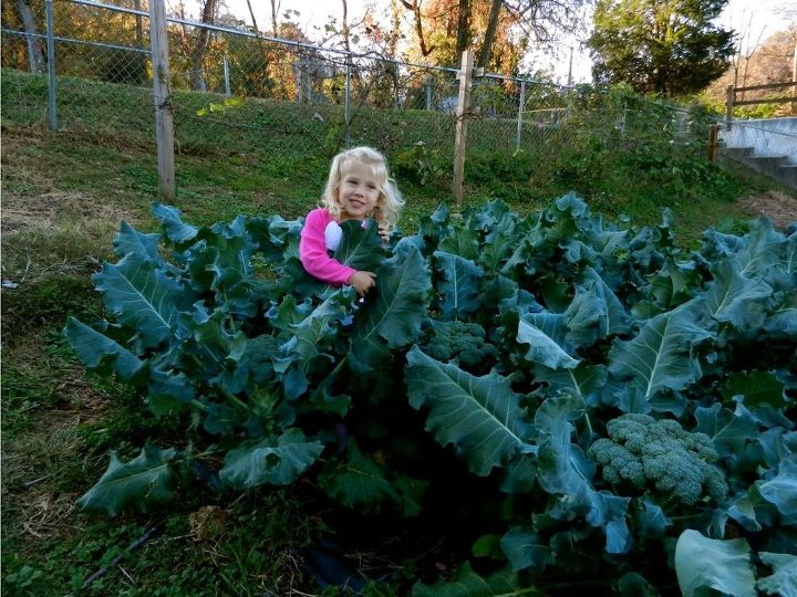one year one ton of fresh food fall, gardening, homesteading, Organic fall broccoli is easy in the cooler temperatures of fall