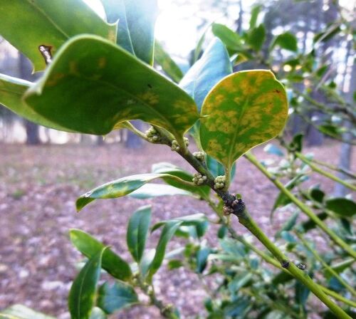 Example of leaf spots.