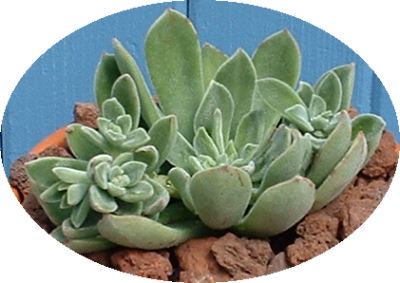 echeveria lovely and drought tolerant tender succulents, flowers, gardening, succulents, Echeveria Green Velvet shows the fuzzy side of the genus not all of them rely on the pruinose for protection from the sun Some have hairy leaves instead