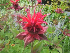 attracting hummingbirds, pets animals, Monarda or Bee Balm Hummers love this colour too
