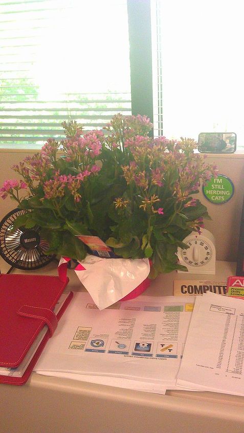 how can i best maintain my kalanchoe at work, flowers, gardening