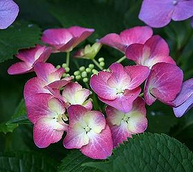 how to identify hydrangeas, flowers, gardening, hydrangea, lacecap hydrangea