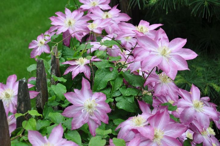 gardens of dan330, gardening, Some of our clematis are doing really well this year