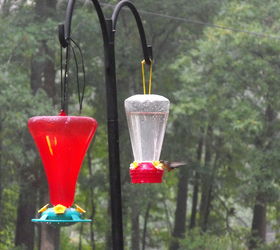 hummingbirds, pets animals