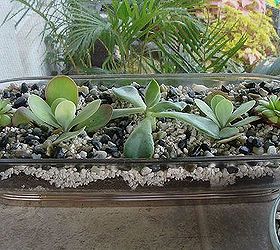succulents, flowers, gardening, repurposing upcycling, succulents, These plants are at home in a crystal bread dish