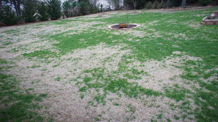 q why is my bermuda grass getting green, gardening