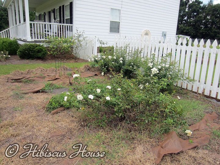 does anyone know the name of this rose, gardening, Wide shot grass and all