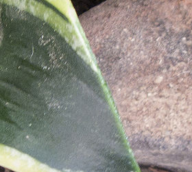 grooming houseplants, gardening, home decor, By cutting this sansevieria or snake mother in law s tounge whatever at an angle the cut isn t quite as obvious Helping this leaf blend in