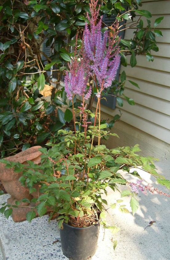 a neighbor bought me an astilbe chinensis purple candles i need to, gardening