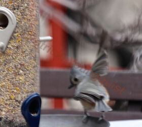 the back story part one of tllg s rain or shine feeders, outdoor living, pets animals, The tuft titmouses are SOOO sweet Details on this loner View Two at the tube feeder enjoyed the tube AND details on tuft tit