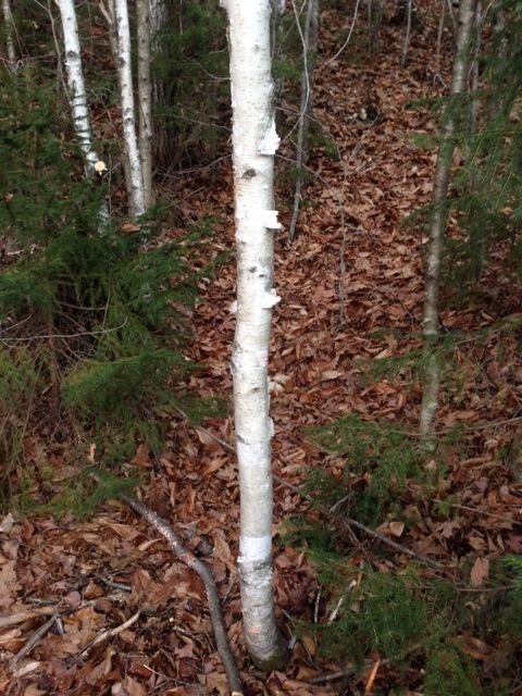 presentes de jardim, Temos muitas b tulas brancas em nossa propriedade Era f cil encontrar uma rvore jovem para cortar e depois cortar a madeira em peda os curtos