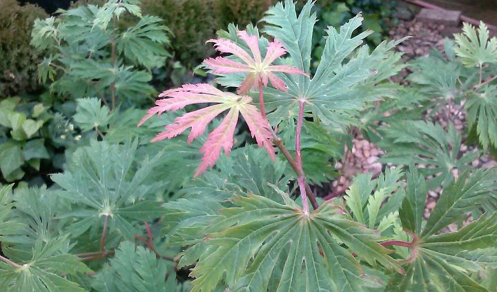 my love affair, Aconitofolium