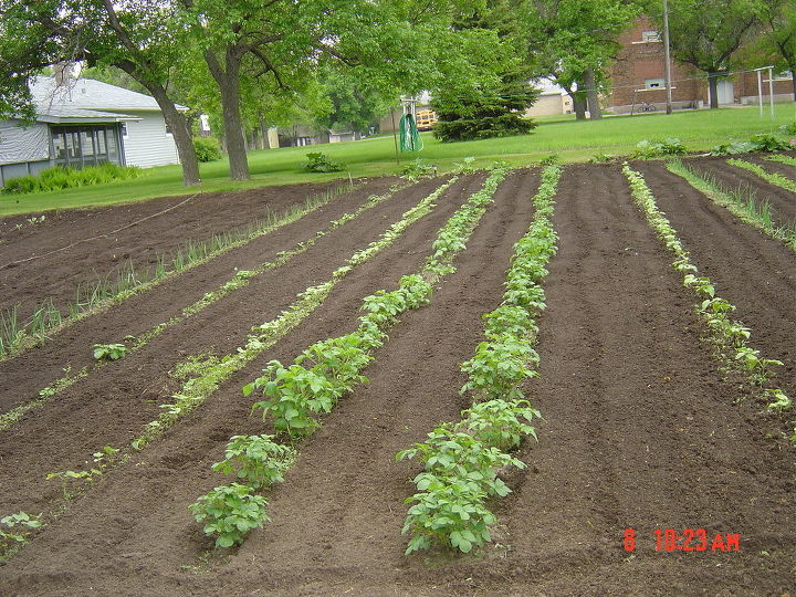 this is my garden here in nd it is 50ft wide and about 60 ft long, gardening, Potatoes