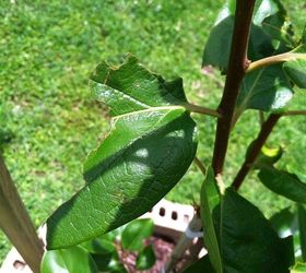 something is eating the leaves on my persimmon tree