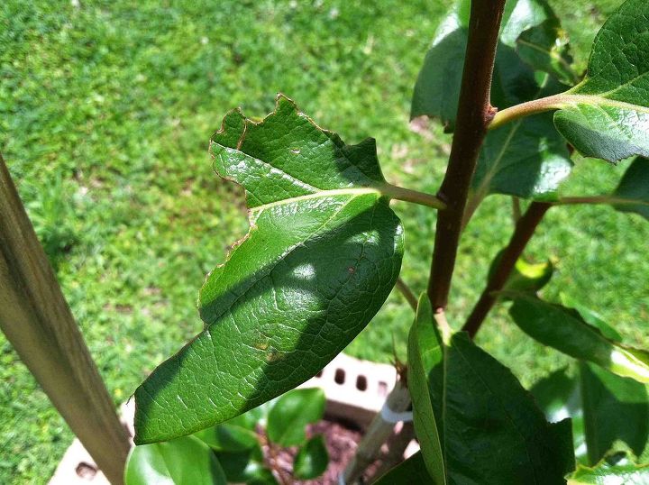 something is eating the leaves on my persimmon tree, gardening