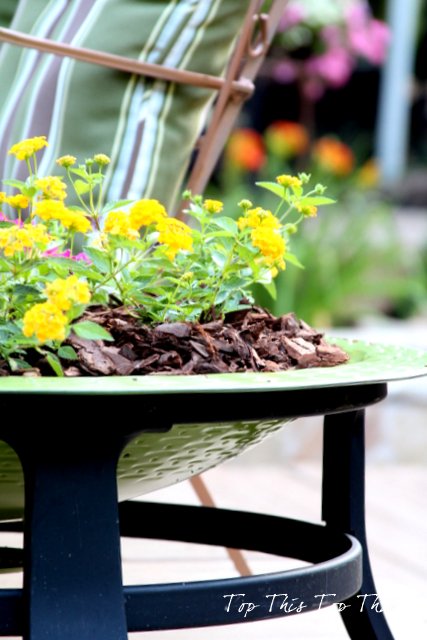 repurposing an old fire bowl, container gardening, flowers, gardening, repurposing upcycling
