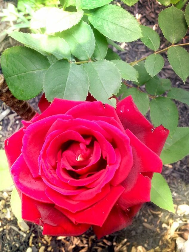 roses growing beautiful with coffee grounds, gardening, homesteading