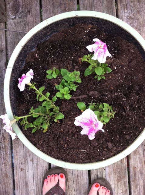 gardening, gardening, succulents, Leftover Pink Petunias