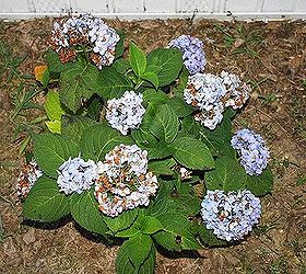 hydrangea s are they dying, they bloomed good and i know the flowers will die but something is eating the plant up