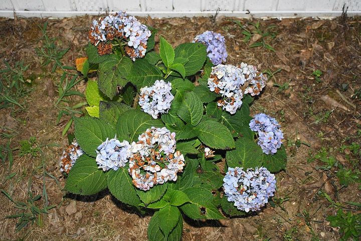 hydrangea s are they dying, flowers, gardening, hydrangea, they bloomed good and i know the flowers will die but something is eating the plant up