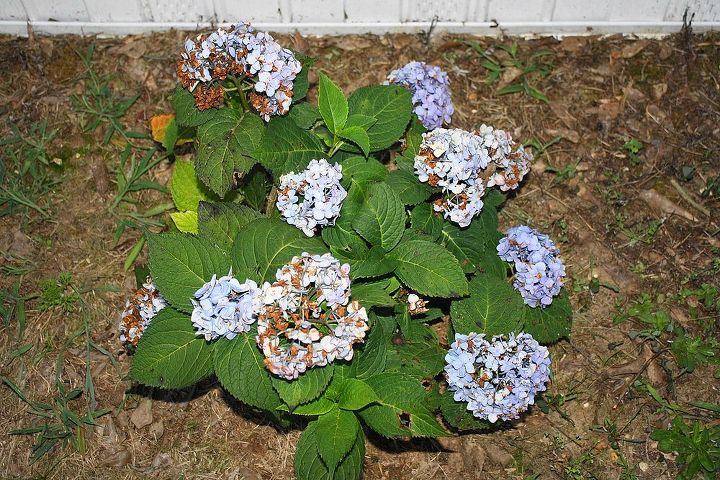 hydrangea s are they dying, they bloomed good and i know the flowers will die but something is eating the plant up