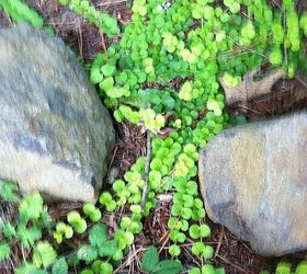ground cover creeping jenny