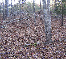 wooded slope needs attention, landscape, Next undertaking Near the north property line where all the lumber was cut and undergrowth is being held back by ME