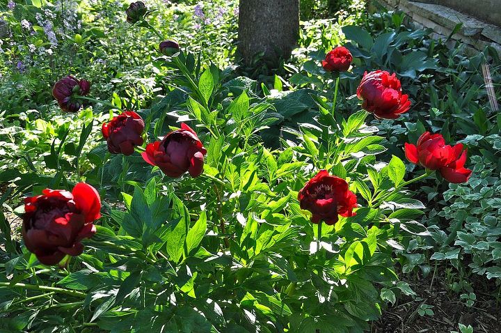 gardens of dan330, gardening, Peonies doing well in a shady area