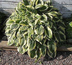 when is the best time to divide hostas, gardening