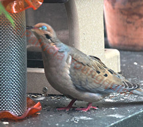 feeding birds niger seeds, outdoor living, pets animals, urban living, Mourning Dove puts on blue eyeshadow before snacking