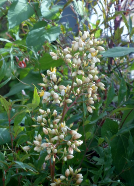 q does anyone know what kind of bush tree this is, flowers, gardening, Spray of flowers similar to lilac but not