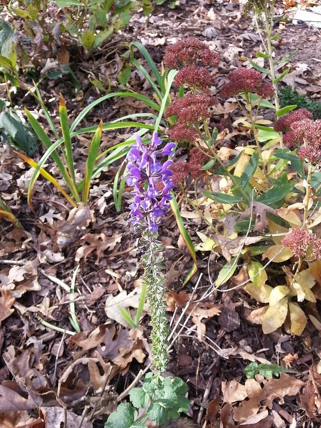 fall gardening under the mighty oaks, flowers, gardening, perennials, Even one of my baby Salvia decided to bloom later