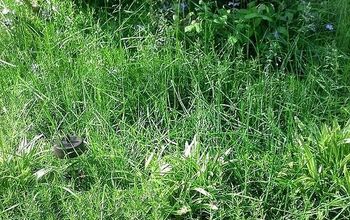 How do I  get grass out of a phlox bed?