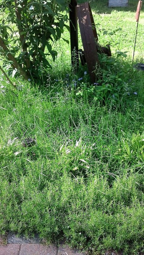 q how do i get grass out of a phlox bed, flowers, gardening, landscape