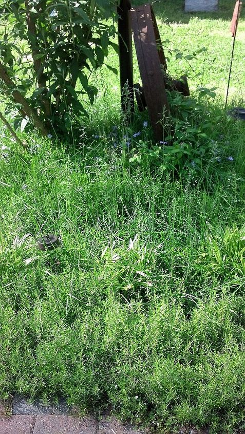 how do i get grass out of a phlox bed