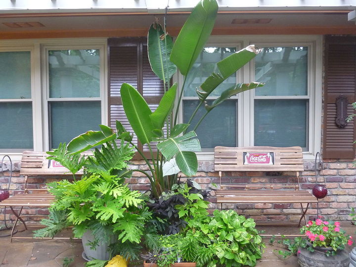 new to site and adding pictures on pc bare w me and i will show you my gardens and, gardening, surviver palm going on 4 yrs it was worth hauling into the basement every winter