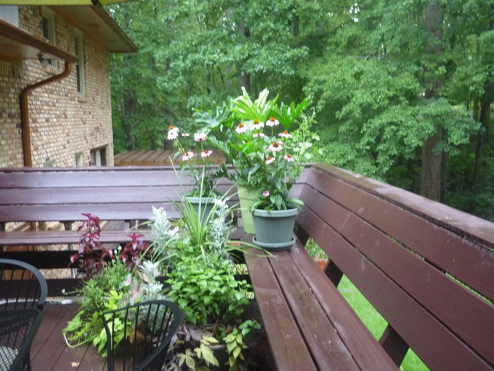 outdoor kitchen deck amp herb garden after lying in the gardens or soaking in, decks, flowers, outdoor living, love to watch the birds feast on the cone flowers while I enjoy my morning chai tea ritual