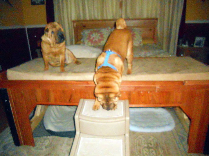 dog beds, repurposing upcycling, woodworking projects, Karma the mom watches WoFat her son learn to use the stairs on the new bed
